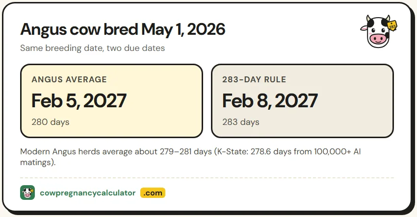 Angus gestation calculator comparison: Angus cows average about 280 days versus the 283-day rule