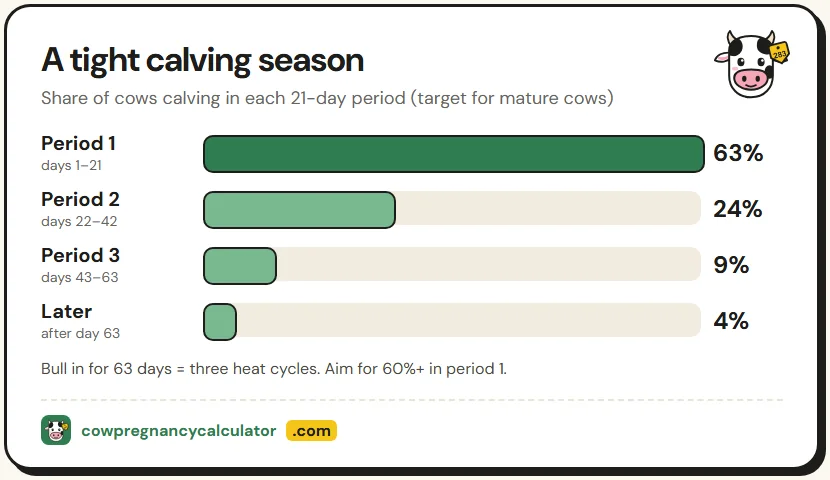 Calving calculator chart of a calving season split into 21-day calving periods with target percentages