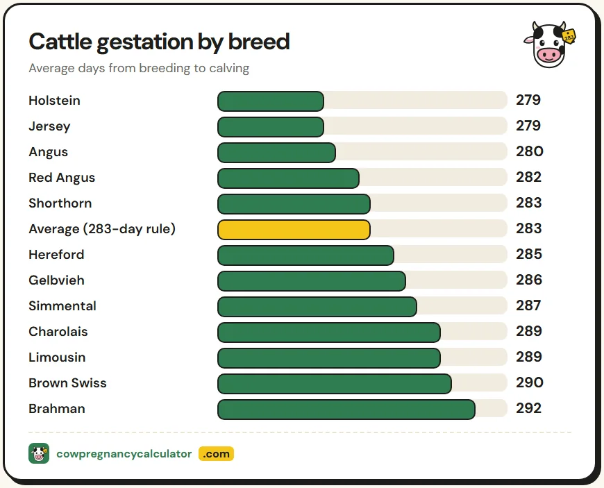 Cattle gestation calculator chart of average gestation length in days for beef and dairy breeds, from Holstein to Brahman